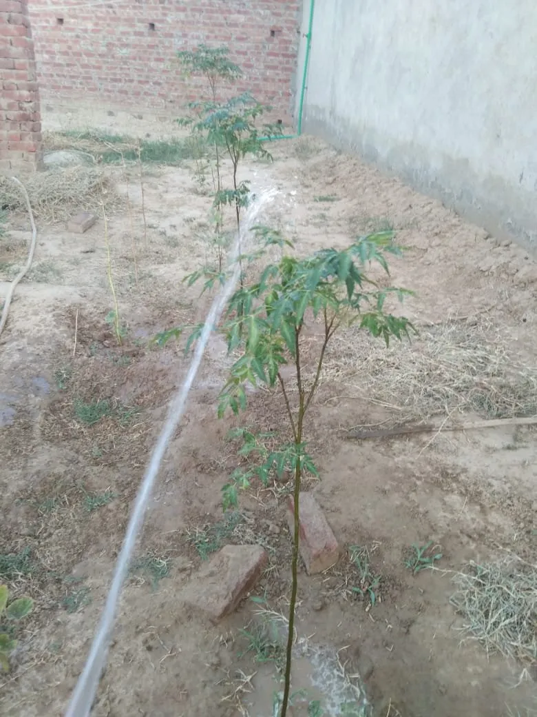 Green Seekers Activity